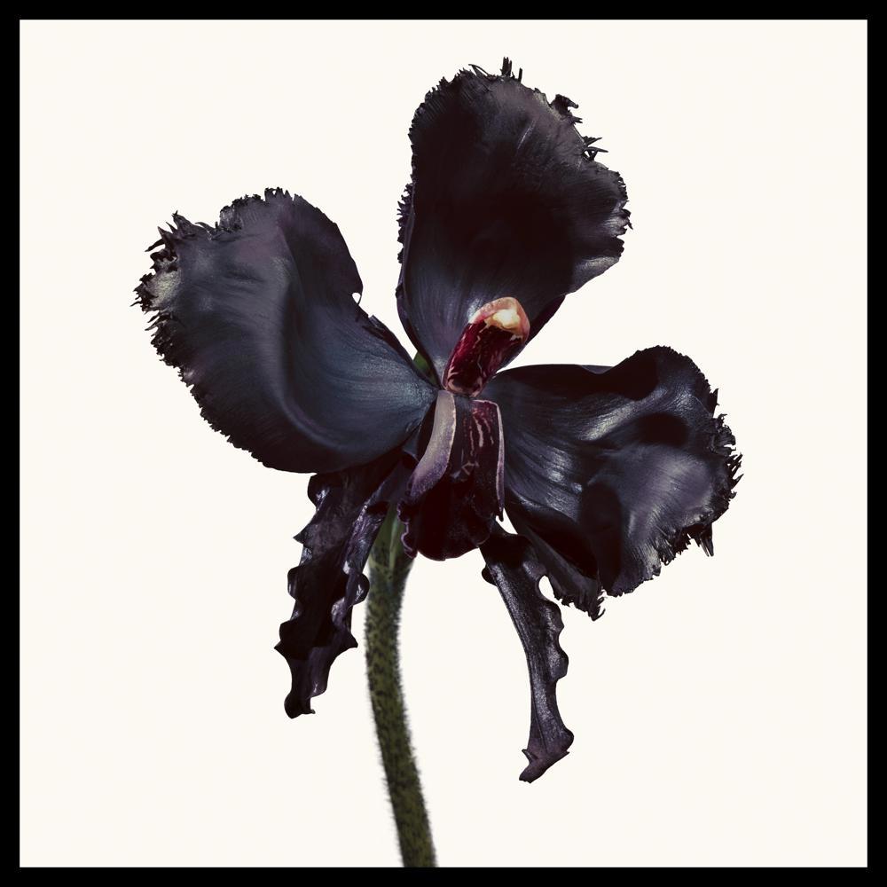 TOM FORD Black Orchid Reserve 50ml
